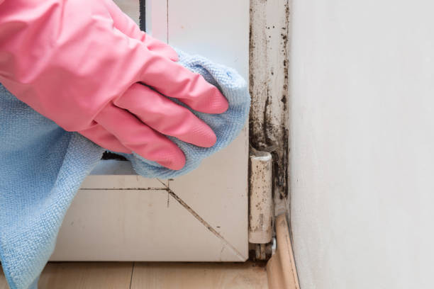 Trusted Ottawa, KS Mold Inspection, Removal & Remediation Experts